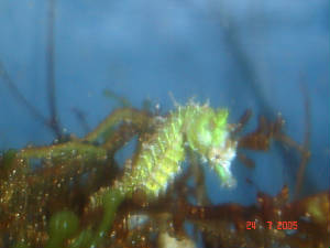 green seahorse