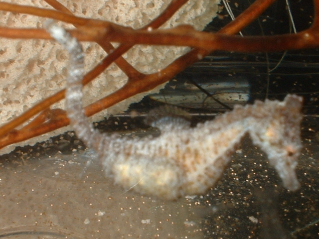 dwarf seahorse pregnant